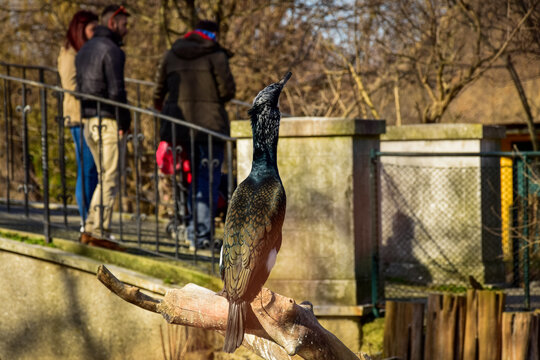 Double-crested cormorant sitting on a log in Schoenbrunn Zoo located in Vienna, Austria. 