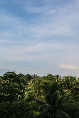 Fototapeta na wymiar Beautiful view over the jungle