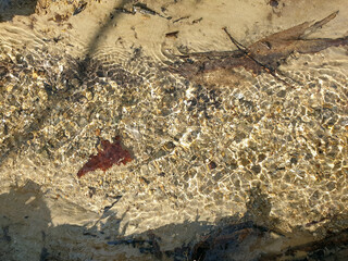 clear water in a forest stream