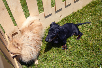 Inside the wooden cage . A small black dog with white fur.