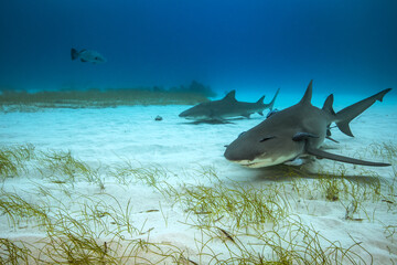 Sharks in their natural habitat