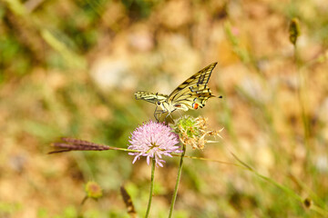 Spring outburst with butterflies collecting nectar