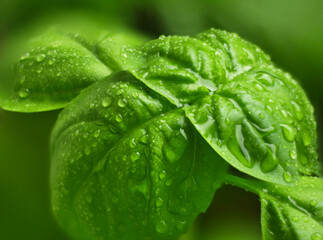 Basil leafs in close up with water droplets
