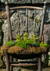 Outdoor vintage chair recycled used as a planter.Chair flowerpot in the garden.Old wooden chair planter.