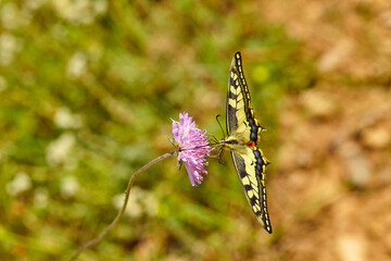 Spring outburst with butterflies collecting nectar