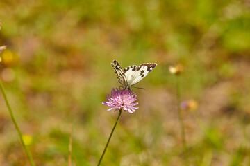 Spring outburst with butterflies collecting nectar