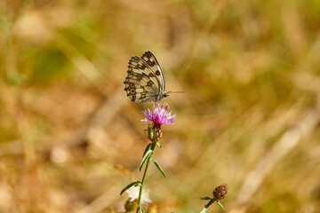 Spring outburst with butterflies collecting nectar