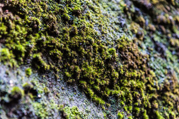 Close up shot of green moss on the stone