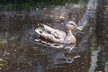 Small wild duck in the dirty water