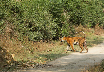 Tigress Paro walkingon Samber road at Jim Corbett