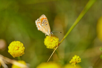 Spring outburst with butterflies collecting nectar