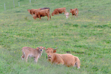 Herd of cows grazing in the mountains.