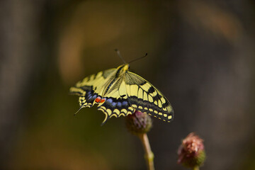 Spring outburst with butterflies collecting nectar