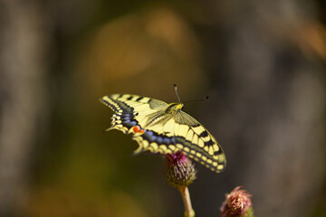 Spring outburst with butterflies collecting nectar