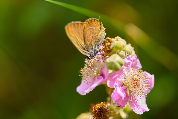 Spring outburst with butterflies collecting nectar