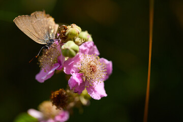 Spring outburst with butterflies collecting nectar