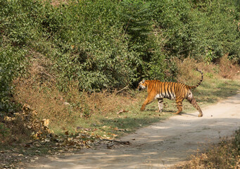 Tiger on Sambar road, Jim Corbett