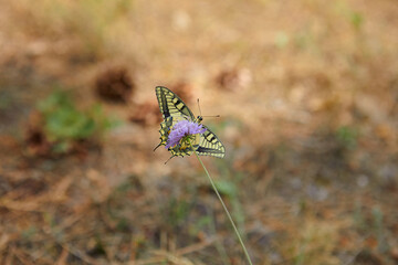 Spring outburst with butterflies collecting nectar