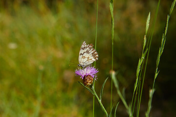 Spring outburst with butterflies collecting nectar