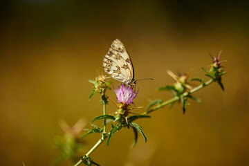 Spring outburst with butterflies collecting nectar