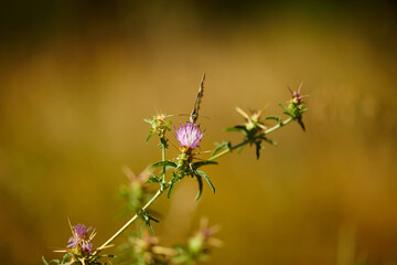 Spring outburst with butterflies collecting nectar