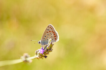 Spring outburst with butterflies collecting nectar
