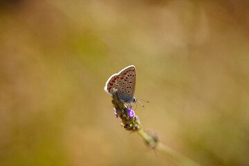 Spring outburst with butterflies collecting nectar