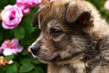 Cute fluffy puppy on a background of blooming roses.