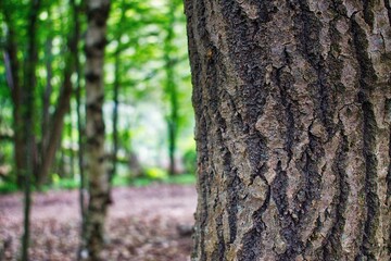 Počúvadlo is a village and municipality in Banská Štiavnica District, in the Banská Bystrica Region of Slovakia. Forests around the village.