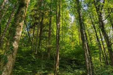 Fototapeta premium Deep green mountain forest in Europe