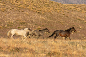 Wild Horses in the Utah Desert in Spring
