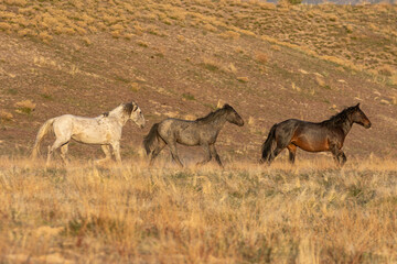 Wild Horses in the Utah Desert in Spring