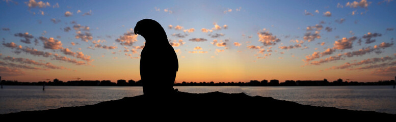 silhouette of a parrot on a sunset