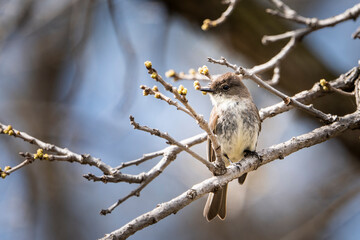Perched Eastern phoebe in a city park.
