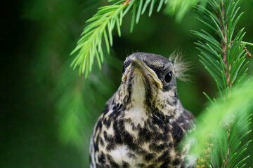 On the green branch of the tree sits a funny yellow-throated chick of a field thrush. The concept of nature. Green natural blurred background, copy space, close-up
