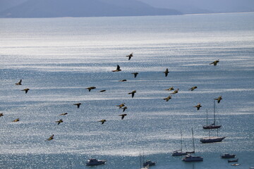 flock of seagulls