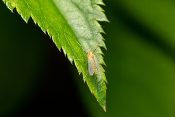 Mosquito on leaf