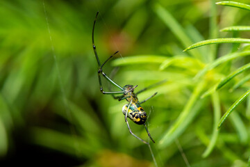 spider on a green leaf