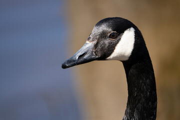 Canada goose close up portrait