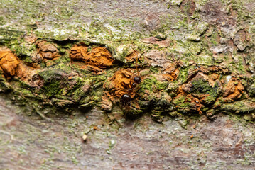 Ant on moss on tree