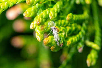 Moth on green plant