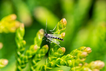 Flying insect on leaf