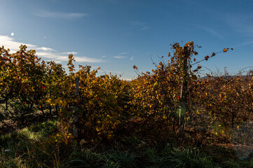 Herbstlandschaft und Weinberge