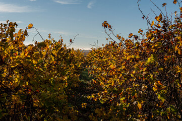 Herbstlandschaft und Weinberge