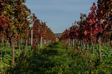 Herbstlandschaft und Weinberge