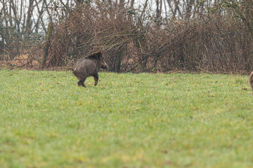 Wildschwein-Bache mit Frischlingen auf einer Wiese

