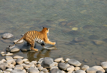 Fototapeta na wymiar Tigress Paro at Ramganga river