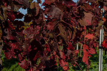 Herbstlandschaft und Weinberge