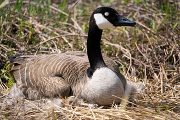 Female Canada goose sleeping while incubating its eggs