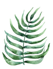 Watercolor green tropical leaf painted on paper